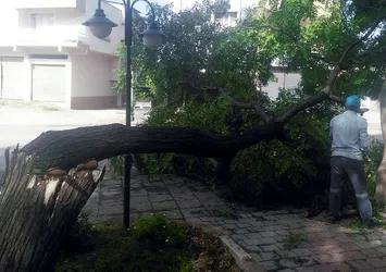 Adana’da şiddetli fırtına ağaçları devirdi