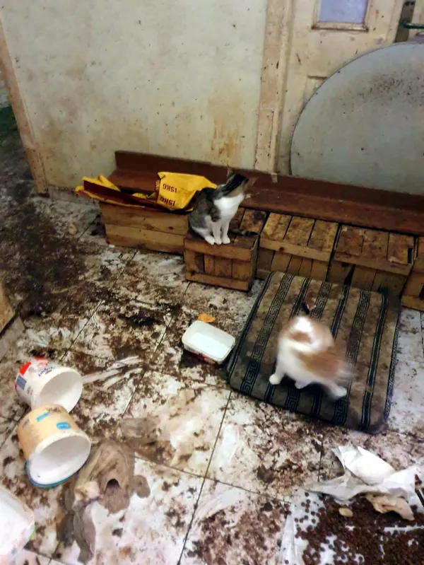 kotu-koku-uzerine-savcilik-harekete-gecti-onlarca-kediyi-vincle-cikardilar-1631710865035.jpg Kötü koku üzerine savcılık harekete geçti! Onlarca kediyi vinçle çıkardılar - 5