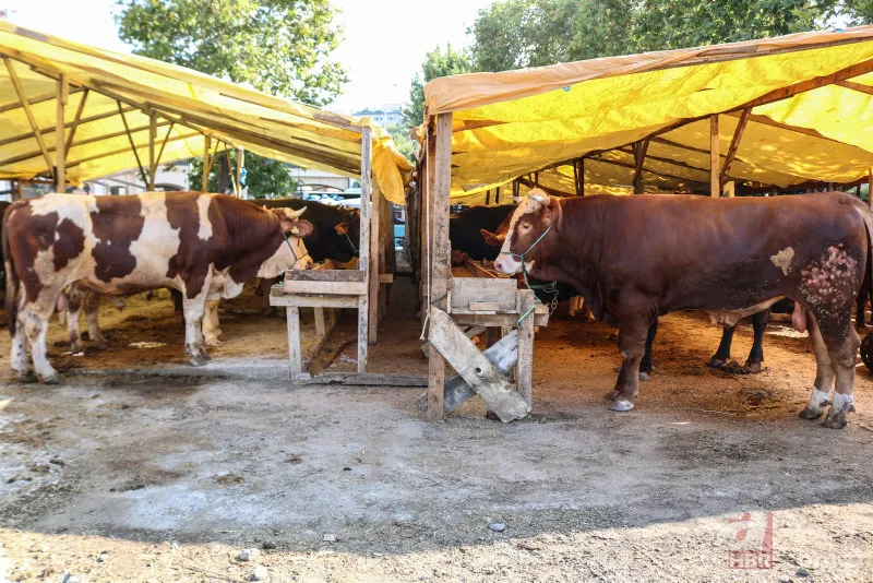 Kurbanlık fiyatları belli oldu 2024! Büyükbaş küçükbaş kurbanlıklar ne kadar? Canlı kg fiyatı ne? İşte ilk rakamlar 11