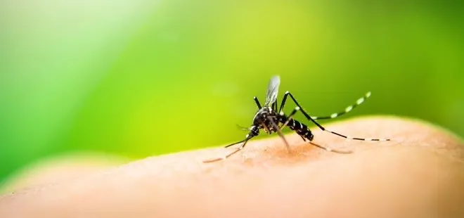 Böcek ve sineklerden koronavirüs geçer mi? Bilim Kurulu Üyesi Prof. Dr. Pınar Okyay açıkladı