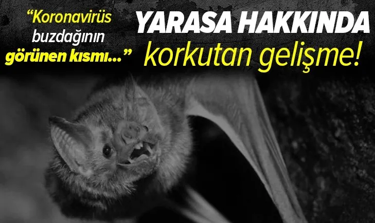 Koronavirüs yarasa ilişkisinde yeni gelişme! Korkutan açıklamalar