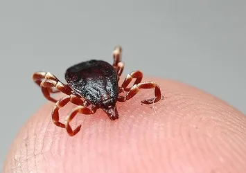 Havalar ısındı kene kabusu başladı!
