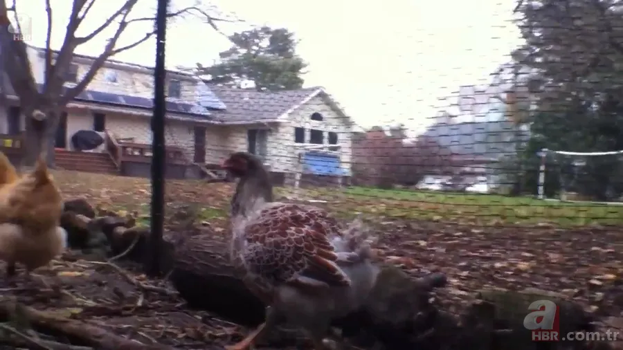 Tavuk kümesine girince gözlerine inanamadı 🥚 Günlük yumurtalarının üstünde adı ve soyadının baş harflerini gördü 🐔 10