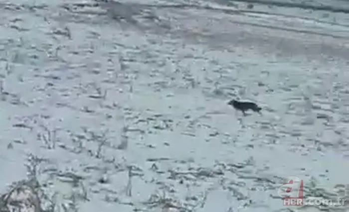 Hakkari Yüksekova’da vatandaşlar görüntüledi! Kurt sürüsü… 2