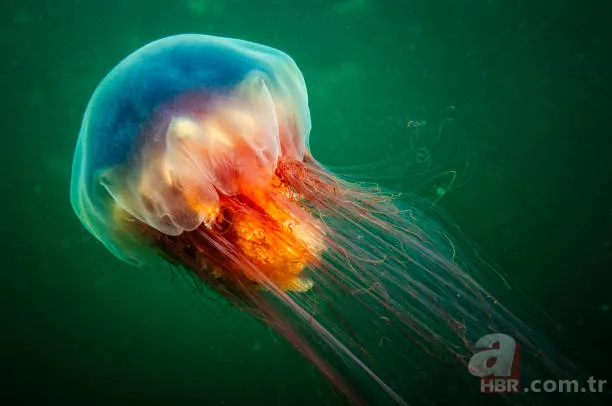 Mavi balinadan bile uzun olan o canlı: Ne beyni var ne de kemiği 1