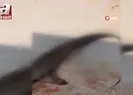 4 metre köpek balığı yakalandı