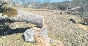 CHP’li belediye asırlık ağaçlar katletti