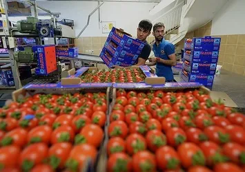 Rus firmalarından yaş sebze meyve talepleri gelmeye başladı
