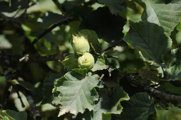 Son dakika: Üreticilerin gözü bu haberdeydi! Başkan Erdoğan fındık fiyatını Ordu’da açıkladı: Kilogramı 54 lira