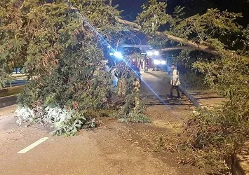 Son dakika: Üsküdar'da yola ağaç devrildi