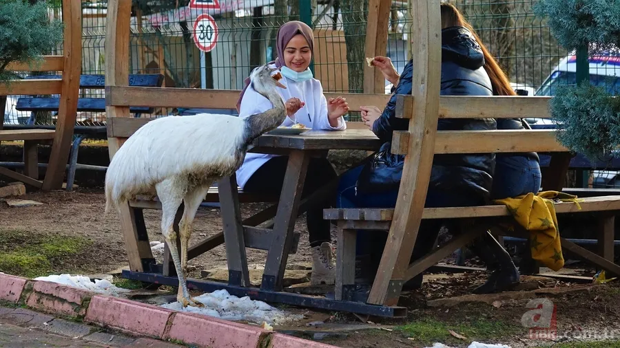 Her gün poğaçalar eksiliyordu! Bakın hırsız kim çıktı? Ne bulsa midesine indiriyor 4