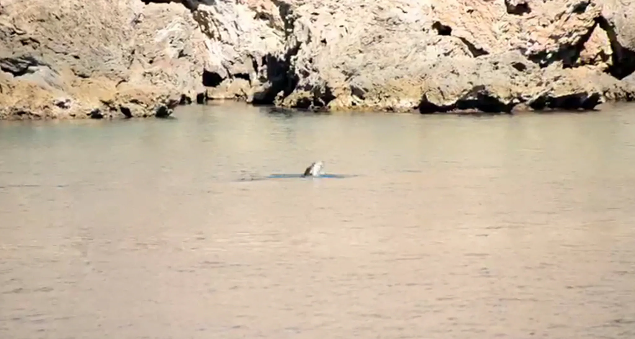 Antalya'da Akdeniz foku beslenirken görüntülendi