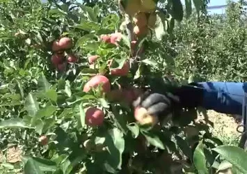Karaman'da erkenci elma hasadı başladı