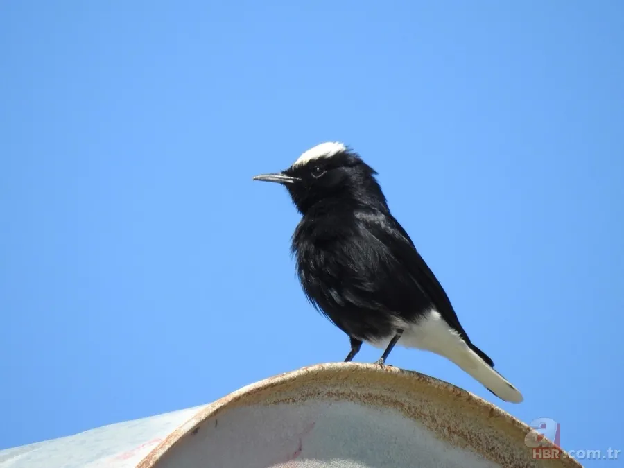 Türkiye'de ilk kez fotoğraflandı! Nadir görülen kuş Hatay'da böyle görüntülendi 3