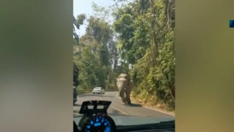 Yola çıkan fil araçtakileri korkuttu