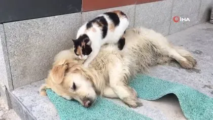 Görenler şaştı kaldı! Kedi ile köpeğin kıskandıran dostluğu! Böyle masaj yaptı