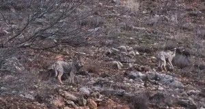 Aç kalan kurtlar tehlikeli sınırı geçti!