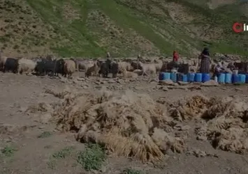 Hakkari Yüksekova’da kışlık süt mesaisi