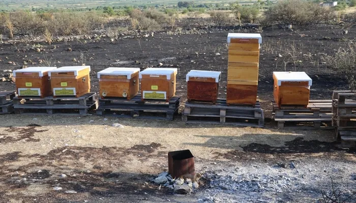 pamukkalede-arilari-uzaklastirmak-icin-yaktigi-tutsu-felakete-neden-oldu-ormanda-yangin-cikti-1718054514946.jpg Pamukkale'de arıları uzaklaştırmak için yaktığı tütsü felakete neden oldu! Ormanda yangın çıktı - 2