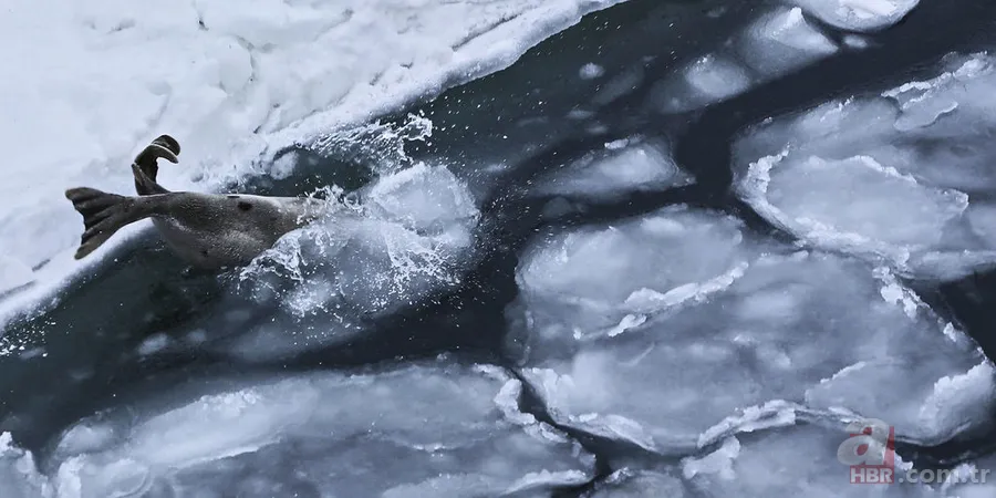 Anadolu Ajansı gözüyle 2016 52