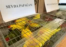 İstanbulda kaçak papağan operasyonu