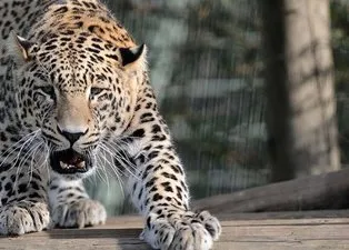 Leopar Budist bir keşişi öldürdü