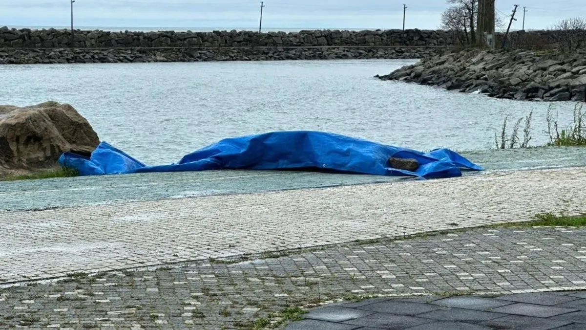 Ordu sahilinde görenler telefona sarıldı! 5 gün arayla ikinci kez oluyor