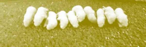 İranlı iş adamının eşyalı kiraladığı evde dondurulmuş onlarca fare çıktı - 3