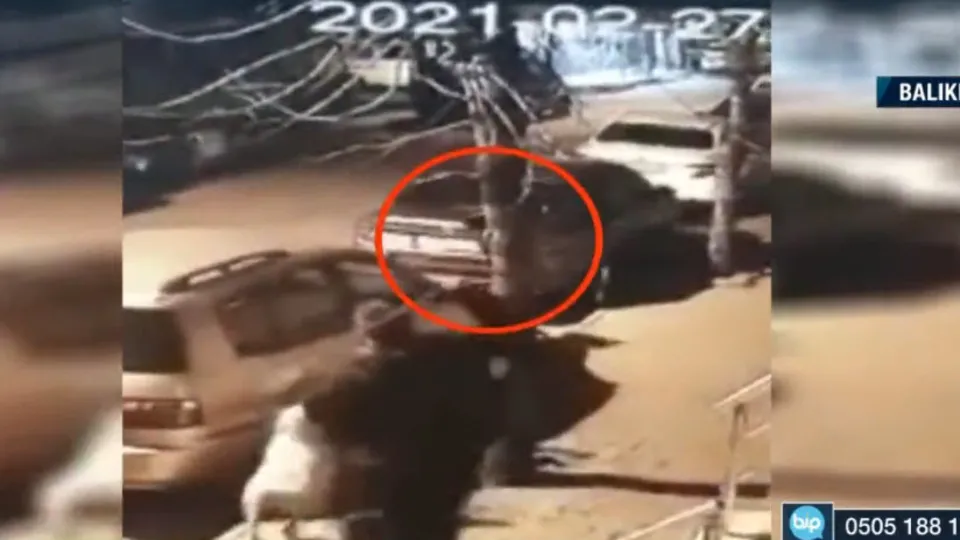 Balıkesir'de korkunç anlar! Cani adam ağaçtaki kediyi sopayla vurup yere düşürdü! Kediyi köpeklere parçalatıp böyle izledi
