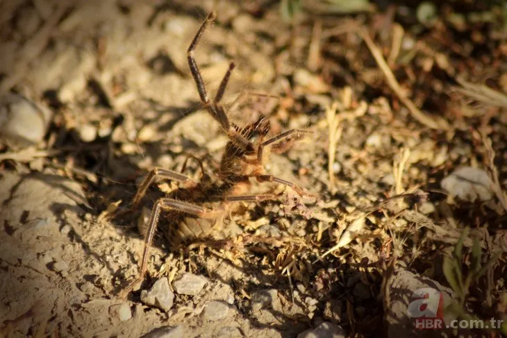 Ölümcül örümcek o ilimizde çıktı! ‘Sarıkız’ et ile besleniyor… 🕷