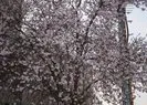 Sinop’ta meyve ağaçları kış ortasında çiçek açtı