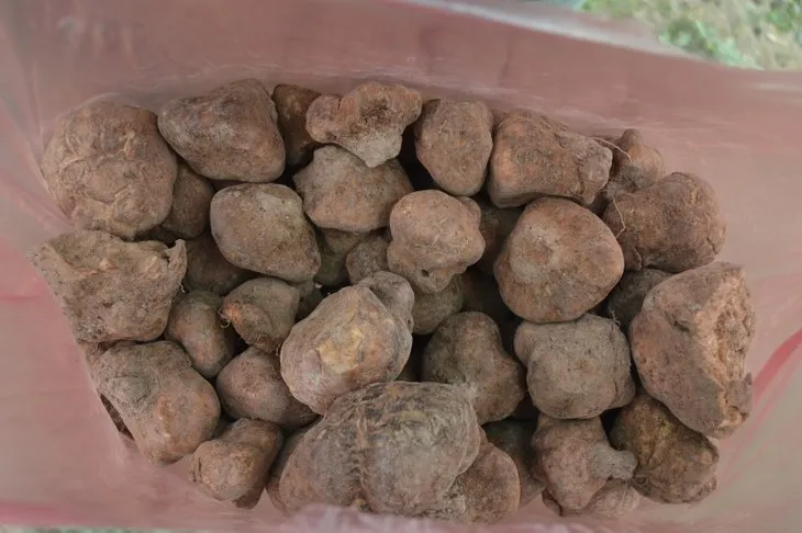 Afyonkarahisar'da vatandaşlar domalan mantarlarını toprak altında define gibi aranıyor