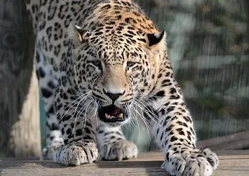Otel odasına giren leopar korkuttu