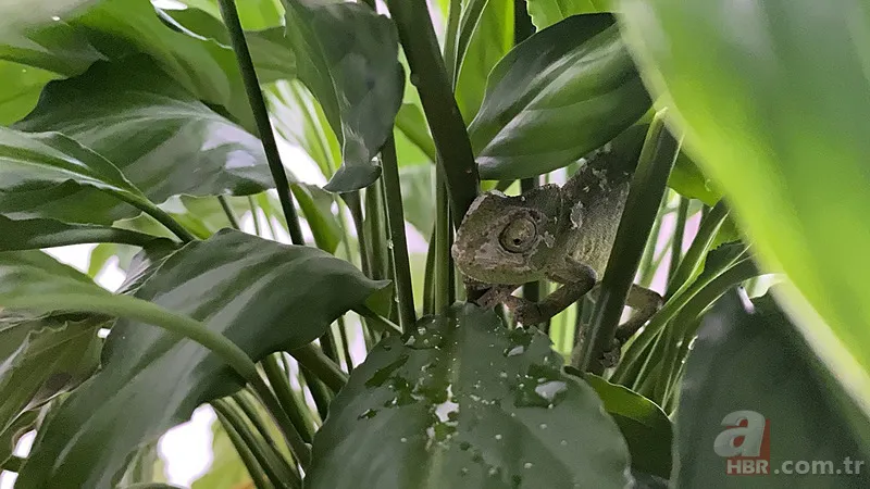 Maydanozların arasından çıkan şoke etti! Hal esnafı hemen ekiplere haber verdi | Fotoğraftaki ayrıntıya dikkat! 3