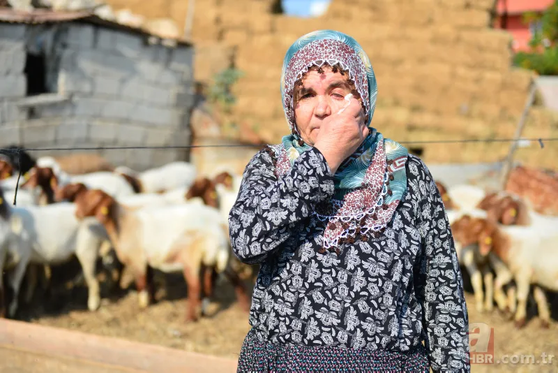 Adana'da koyunları çalınan Ayşe teyzenin gözyaşları dindi 7