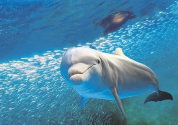 Yunuslar ile balıkçıların ilginç ittifağı