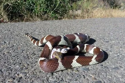 Ayı evin bahçe kapısını kırıp içeri girdi! Havuz başında uyuyan adam...