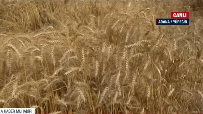 Adana’da yılın ilk buğday hasadı!