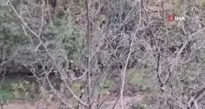 Adana’da erik ağacı çiçek açtı