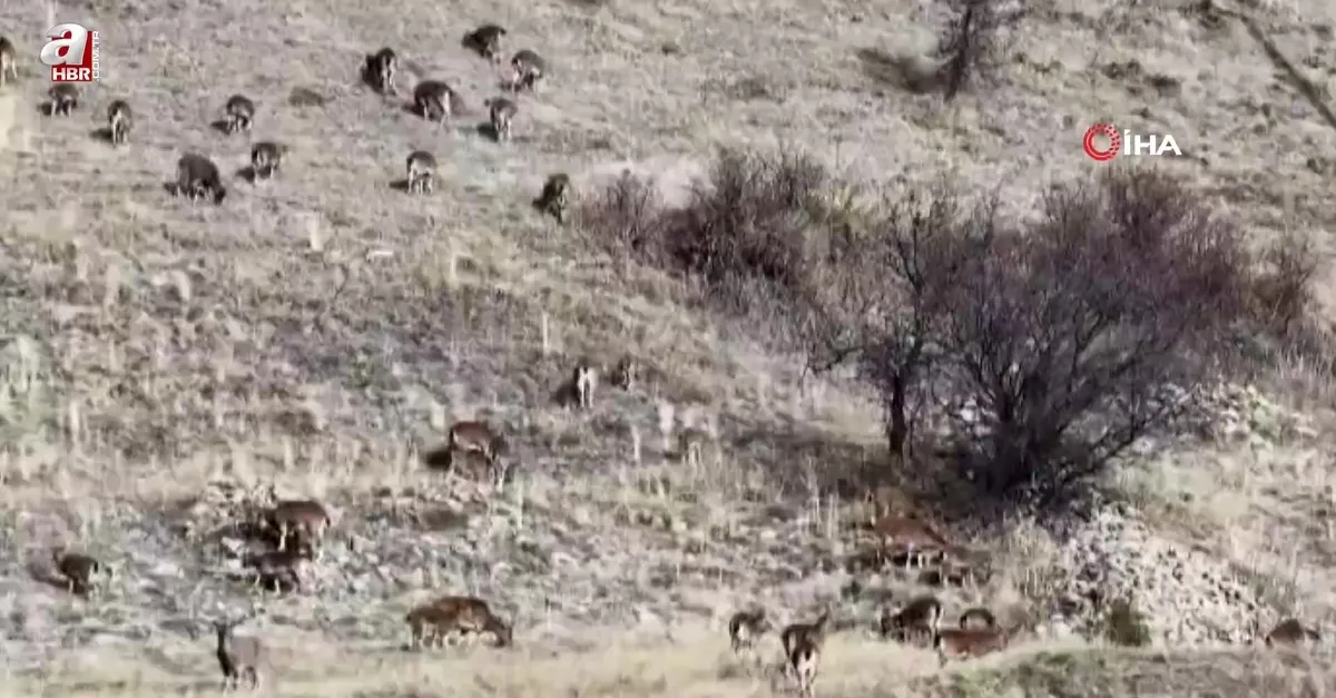 Yaban keçileri tek tek sayılıyor