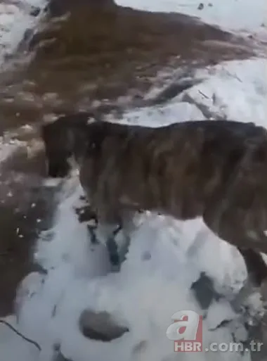 Görüntüler Türkiye'den! Kirpikleri ve sakalı soğuktan dondu 19