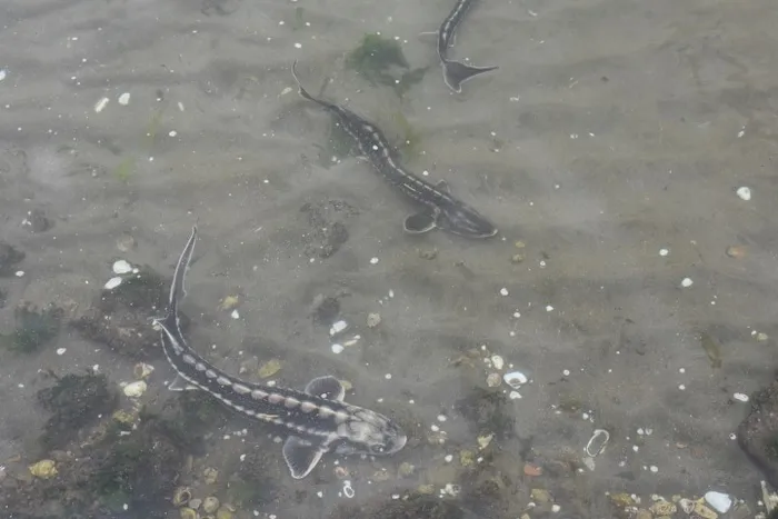 Nesli tükenmekte olan mersin balığı Karadeniz ile buluştu - 4