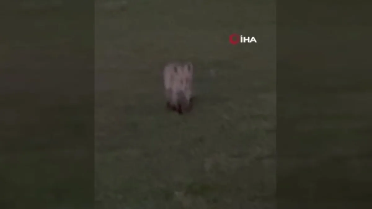 Kars’ta kuyruğuyla oynayan tilki kamerada