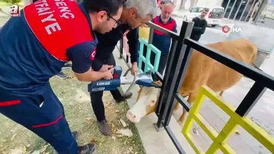 Demir korkuluklara sıkıştı! Böyle kurtarıldı