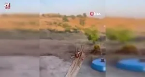 Batman’da dev etçil çekirge