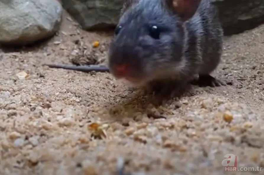 Görüntüler Türkiye’den… Havalar ısınınca ortaya çıktı! Gece uykudayken akrep soktu 17