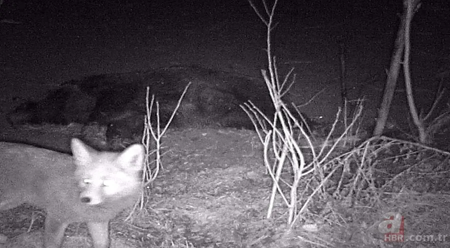 Rizeli esnafın tilkilerle gülümseten sohbeti! Böyle seslendi: Kahve mi çay mı yapayım? 11