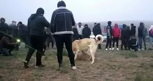 Kırıkkale’de ’köpek dövüşü’ operasyonu