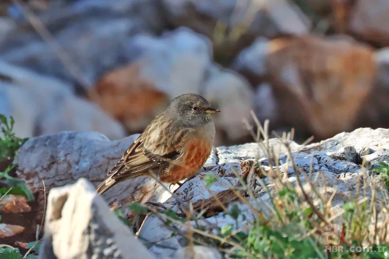 Son dakika: Türkiye'de ilk kez görüldü! Heyecanlandıran keşif! İşte yeni tür 2