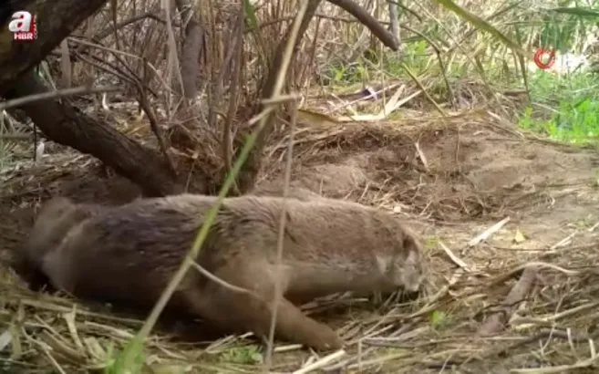 Su samurları yuvasında görüntülendi